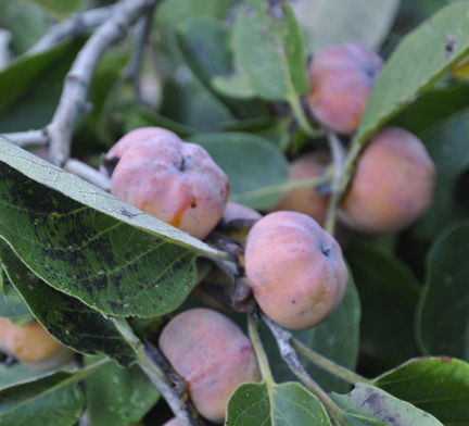 Persimmon Meader 2012